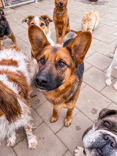 GERONIMO, Hund, Mischlingshund in Slowakische Republik - Bild 7