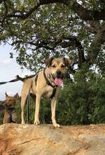 TINA, Hund, Mischlingshund in Spanien - Bild 3