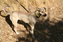 TINA, Hund, Mischlingshund in Spanien - Bild 5