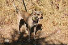 TINA, Hund, Mischlingshund in Spanien - Bild 6