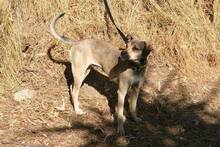TINA, Hund, Mischlingshund in Spanien - Bild 7