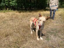 BALOO, Hund, Podenco in Schwanstetten - Bild 12