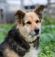 GINA, Hund, Mischlingshund in Griechenland - Bild 1