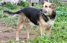 GINA, Hund, Mischlingshund in Griechenland - Bild 2