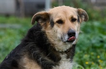 GINA, Hund, Mischlingshund in Griechenland - Bild 3