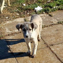 JIM, Hund, Griechischer Schäferhund-Mix in Griechenland - Bild 10