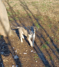 JIM, Hund, Griechischer Schäferhund-Mix in Griechenland - Bild 11