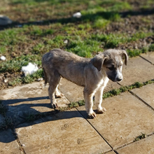 JIM, Hund, Griechischer Schäferhund-Mix in Griechenland - Bild 12