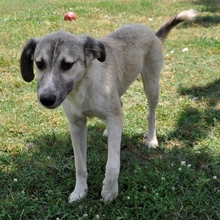 JIM, Hund, Griechischer Schäferhund-Mix in Griechenland - Bild 2