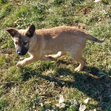 MILLIE, Hund, Griechischer Schäferhund-Mix in Griechenland - Bild 12