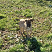 MILLIE, Hund, Griechischer Schäferhund-Mix in Griechenland - Bild 13