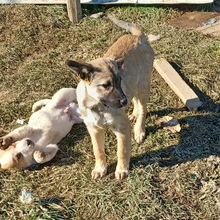 MILLIE, Hund, Griechischer Schäferhund-Mix in Griechenland - Bild 14