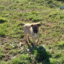 MILLIE, Hund, Griechischer Schäferhund-Mix in Griechenland - Bild 16
