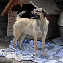 MILLIE, Hund, Griechischer Schäferhund-Mix in Griechenland - Bild 2