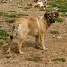 MILLIE, Hund, Griechischer Schäferhund-Mix in Griechenland - Bild 6
