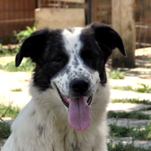 HEIDI, Hund, Griechischer Schäferhund-Mix in Griechenland - Bild 10