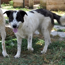 HEIDI, Hund, Griechischer Schäferhund-Mix in Griechenland - Bild 11
