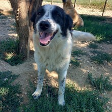 HEIDI, Hund, Griechischer Schäferhund-Mix in Griechenland - Bild 3