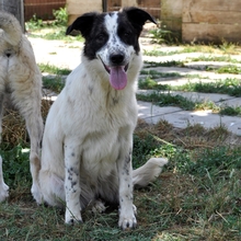 HEIDI, Hund, Griechischer Schäferhund-Mix in Griechenland - Bild 9