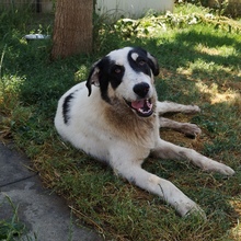 ANTON, Hund, Mischlingshund in Griechenland - Bild 3