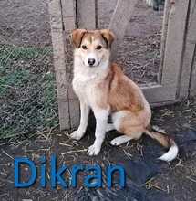 DIKRAN, Hund, Mischlingshund in Bulgarien - Bild 1