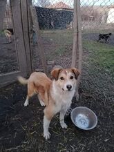 DIKRAN, Hund, Mischlingshund in Bulgarien - Bild 4