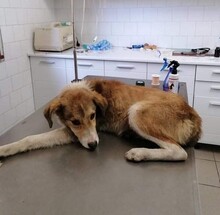 DIKRAN, Hund, Mischlingshund in Bulgarien - Bild 6