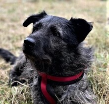 SOBRI, Hund, Mischlingshund in Ungarn - Bild 1