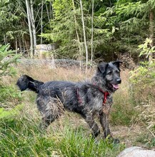 SOBRI, Hund, Mischlingshund in Ungarn - Bild 2