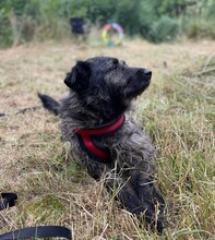 SOBRI, Hund, Mischlingshund in Ungarn - Bild 3