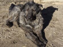 REMY, Hund, Mischlingshund in Berlin - Bild 9