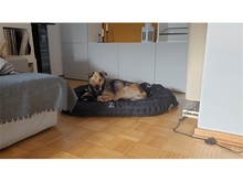 SPENCER, Hund, Mischlingshund in Oberwies - Bild 13