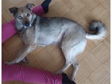 SPENCER, Hund, Mischlingshund in Oberwies - Bild 3