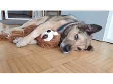 SPENCER, Hund, Mischlingshund in Oberwies - Bild 4