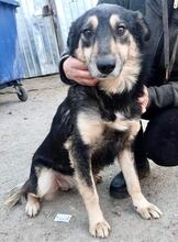 CHILLI, Hund, Mischlingshund in Rumänien - Bild 10