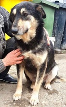 CHILLI, Hund, Mischlingshund in Rumänien - Bild 11