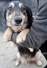 CHILLI, Hund, Mischlingshund in Rumänien - Bild 13