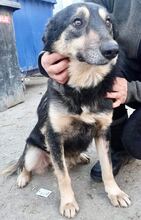 CHILLI, Hund, Mischlingshund in Rumänien - Bild 14