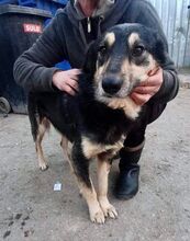CHILLI, Hund, Mischlingshund in Rumänien - Bild 15