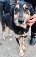 CHILLI, Hund, Mischlingshund in Rumänien - Bild 18