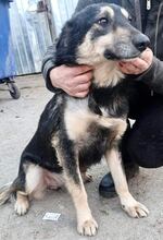 CHILLI, Hund, Mischlingshund in Rumänien - Bild 19
