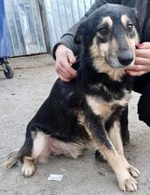 CHILLI, Hund, Mischlingshund in Rumänien - Bild 21