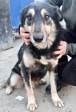 CHILLI, Hund, Mischlingshund in Rumänien - Bild 23