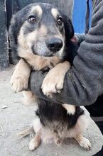 CHILLI, Hund, Mischlingshund in Rumänien - Bild 24