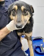 CHILLI, Hund, Mischlingshund in Rumänien - Bild 25