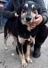 CHILLI, Hund, Mischlingshund in Rumänien - Bild 27