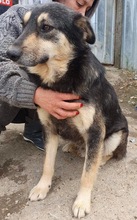 CHILLI, Hund, Mischlingshund in Rumänien - Bild 3