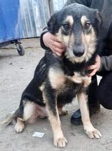 CHILLI, Hund, Mischlingshund in Rumänien - Bild 31