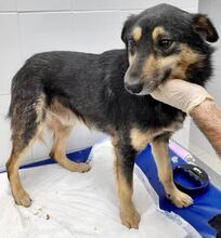 CHILLI, Hund, Mischlingshund in Rumänien - Bild 32