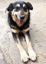 CHILLI, Hund, Mischlingshund in Rumänien - Bild 4